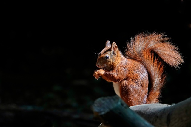 ���� � ���� ����� ������� �������� �����, ����� �������������. �������� �� �������, ���� ������, �������.