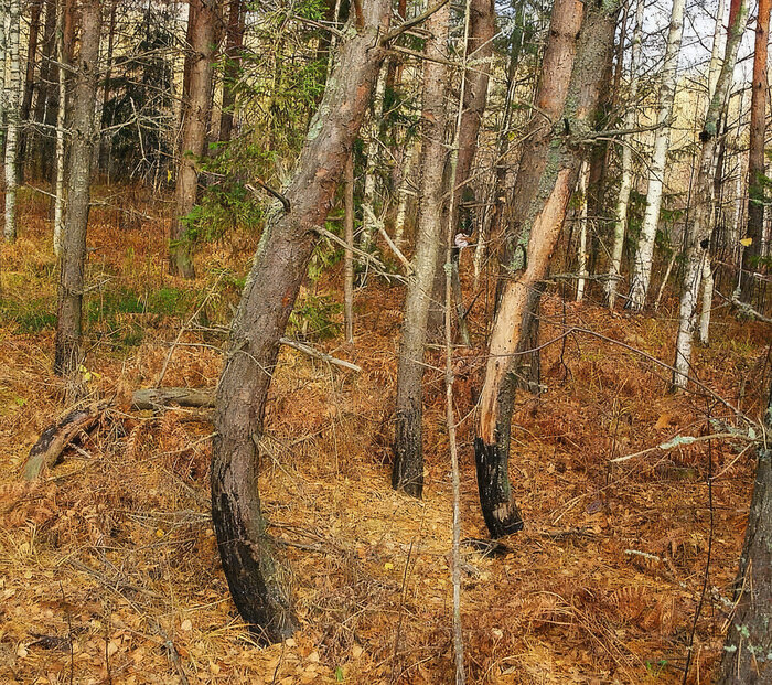 � TRAVEL 24 PRO. ������� ������� ������, ������������ �������