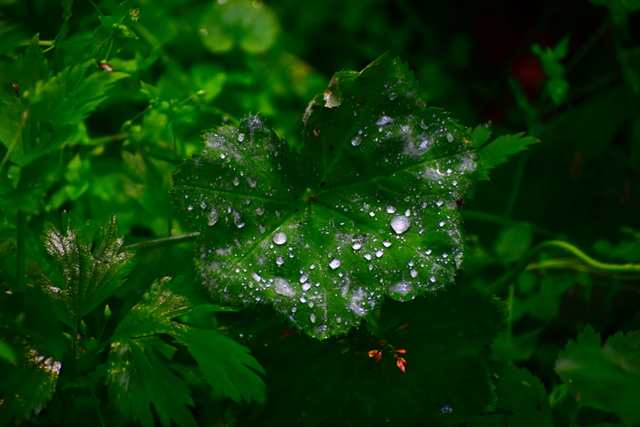   ,  , , , Nikon, , 