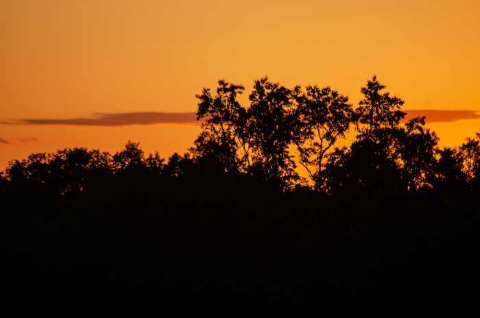  , , Nikon, ,  ,  