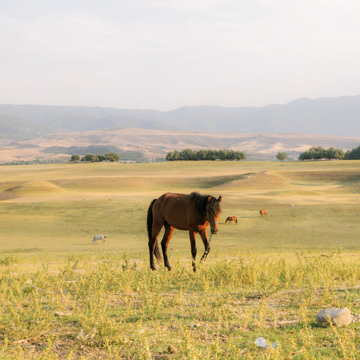 � Orxan Musayev - Unsplash