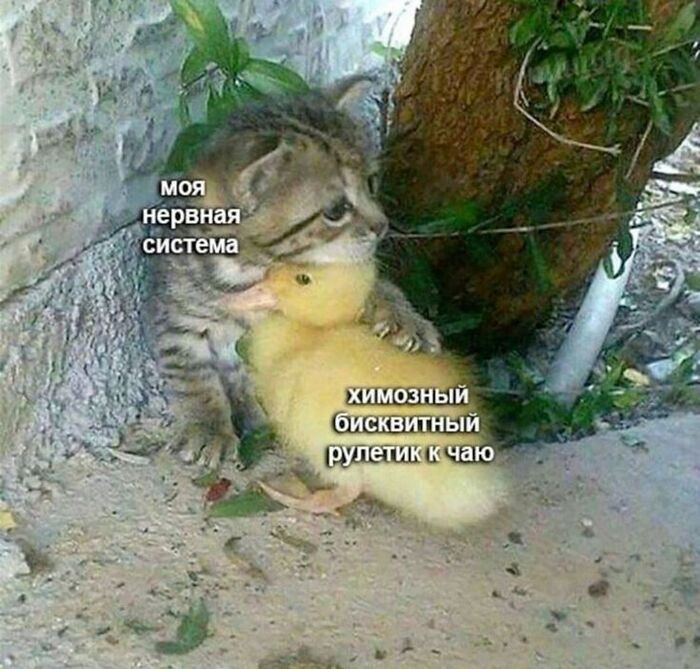    -   , , 