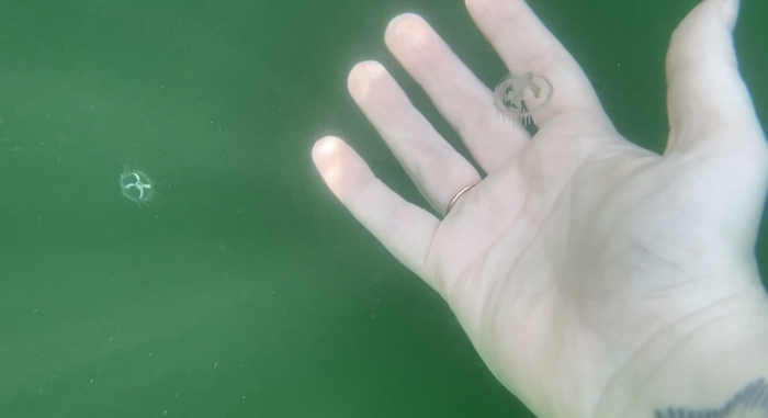 Медуза не может дать пять. Она может дать 500. Примерно столько щупалец растет под её куполом.