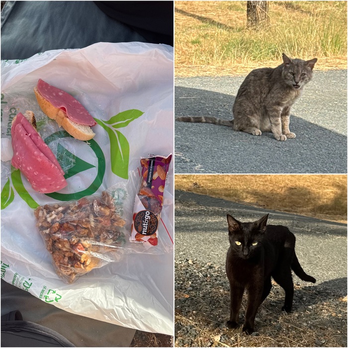 Шведский стол и местные бандиты😅 У нас было больше бутеров, чем на фото. Угостили кошаков)