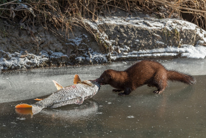 Тихо стырил и ушел, называется — нашёл.