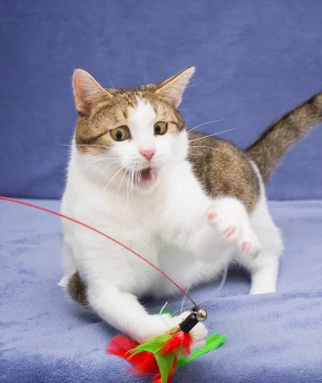 !   ,  , ,  , 
