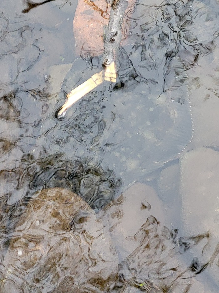 А здесь можно разглядеть камбалу) ВСЁ!