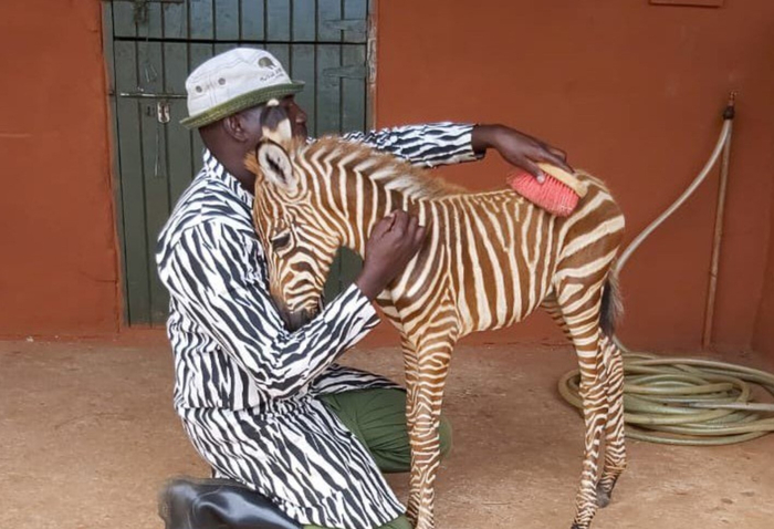 Когда зоологи выхаживают одиноких зебрят, у которых погибла мама, они надевают специальные пальто в полоску, чтобы зебрята не пугались и считали их своими соплеменниками.