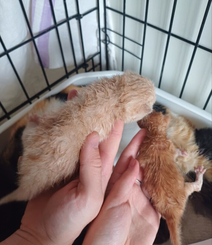   +\-    ,     ( )   .        .