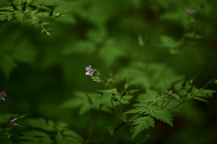  ,  , , , , , Nikon z6ii, Nikon,  , 