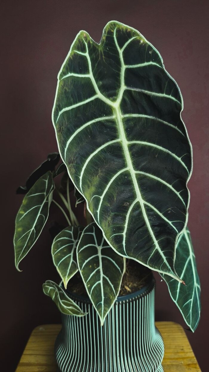  - Alocasia watsoniana ,  , , , 
