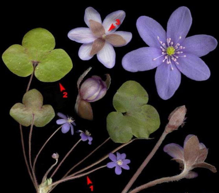 Как считаете, похожи ли её листья на печень?