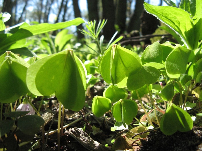 Фото Е. Зотовой с сайта <!--noindex--><a href="https://pikabu.ru/story/zayachya_kapusta_12888284?u=http%3A%2F%2Fplantarium.ru&t=plantarium.ru&h=a99e55320aea562513d8f75971d3e7338d0dbe18" title="http://plantarium.ru" target="_blank" rel="nofollow noopener">plantarium.ru</a><!--/noindex-->.