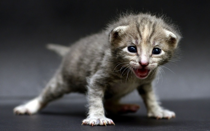 О бедном котенке замолвите слово...