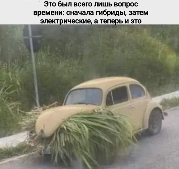   ,   , , , , Telegram ()