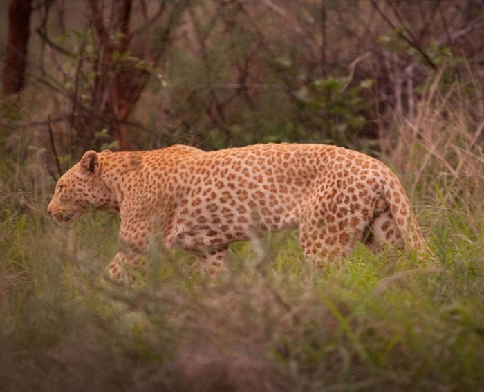 Как вы видите, размерами он ничуть не уступает своей родне, и он намнооого сильнее и опаснее безоружного человека.
