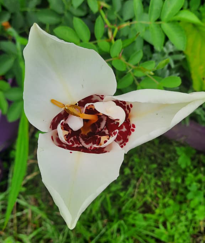 А как называется?