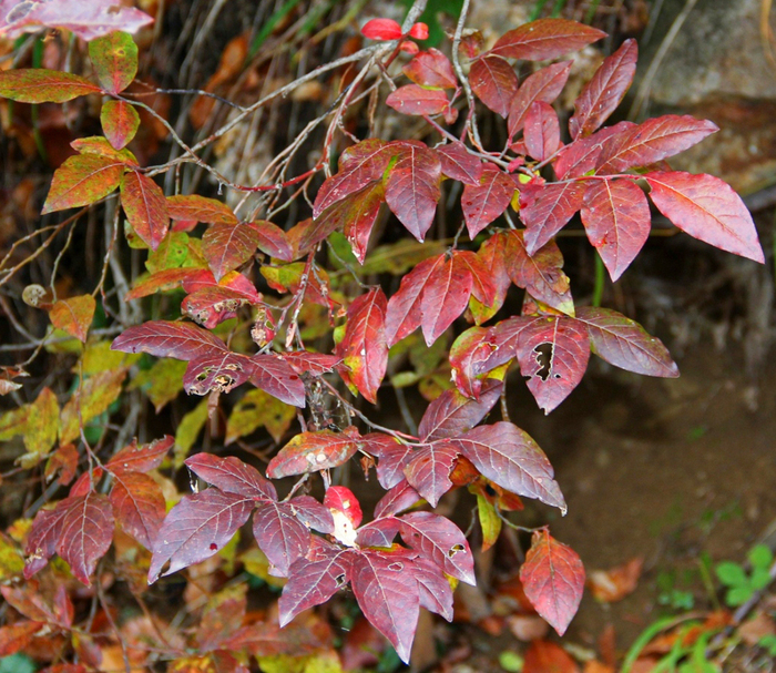    .  .    <!--noindex--><a href="https://pikabu.ru/story/yagodyi_chernika_12903614?u=http%3A%2F%2Fplantarium.ru&t=plantarium.ru&h=a99e55320aea562513d8f75971d3e7338d0dbe18" title="http://plantarium.ru" target="_blank" rel="nofollow noopener">plantarium.ru</a><!--/noindex-->.