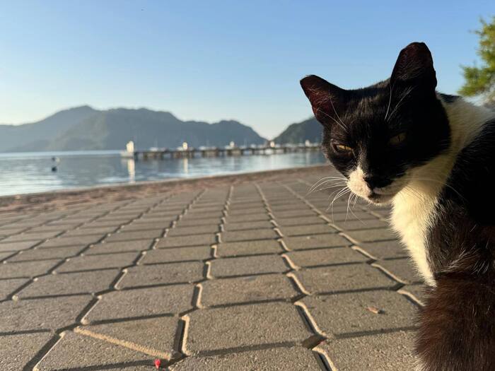 Кот на мемы