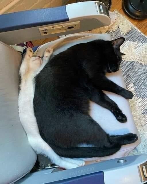   , 