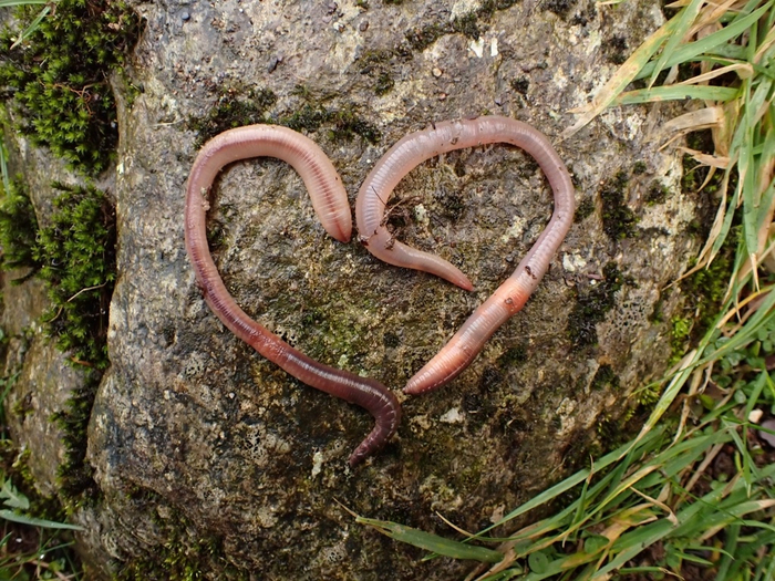 Даже червякам приходится выходить из дома, чтобы найти свою любовь!