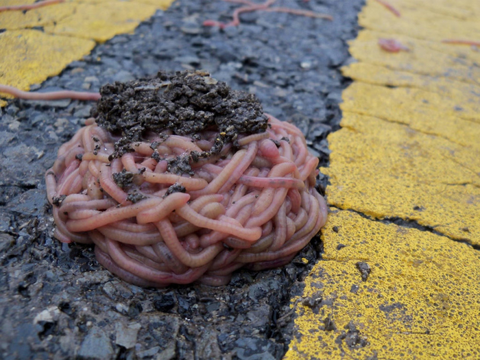 М-м-м, червивая паста с землёй. Моя любимая!