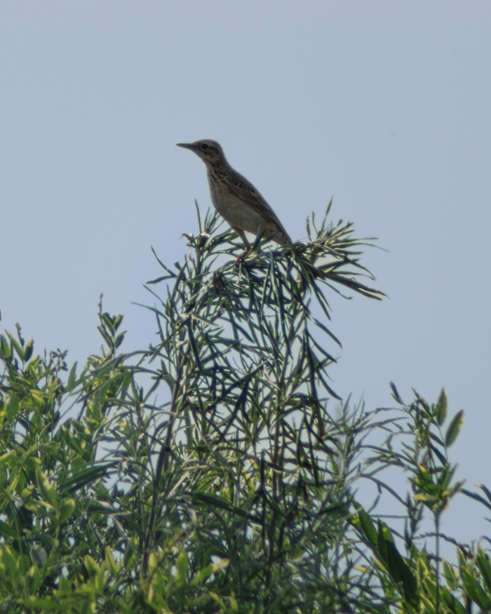 Просто отдыхает