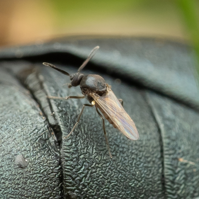 А этот мокрец настолько маленький, что сидит на панцире другого насекомого!