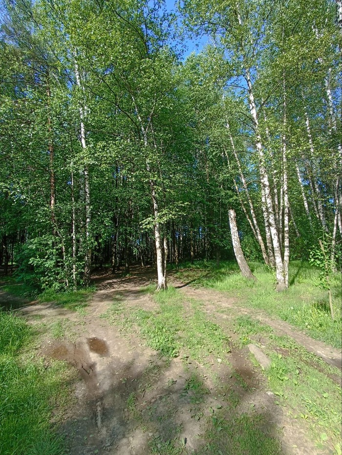 Что происходило с парками в Подлипках?