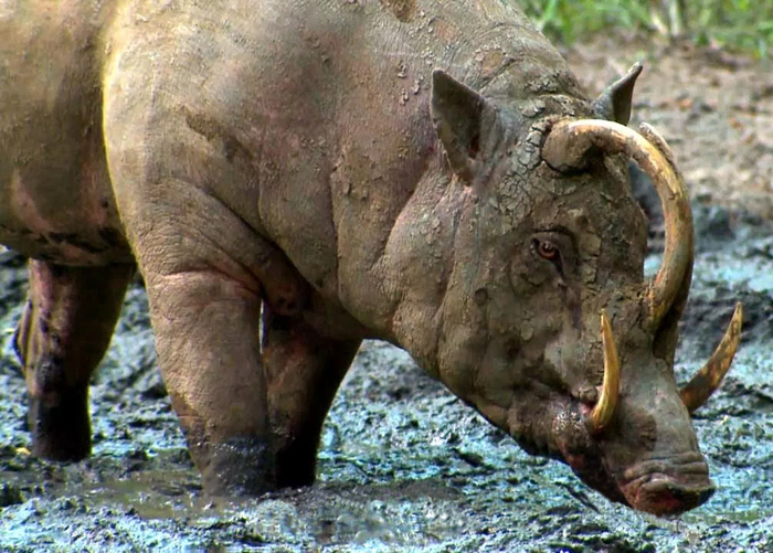 Смотрите, вот он, дедушка со вросшими в лоб клыками
