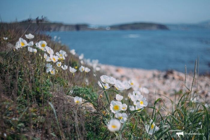    <!--noindex--><a href="https://pikabu.ru/story/mak_sokolovskoy_12911867?u=http%3A%2F%2FPrimaMedia.ru&t=PrimaMedia.ru&h=20f3587cc6cf1ccfd0954f22d7b4e2fd99f2430b" title="http://PrimaMedia.ru" target="_blank" rel="nofollow noopener">PrimaMedia.ru</a><!--/noindex-->.