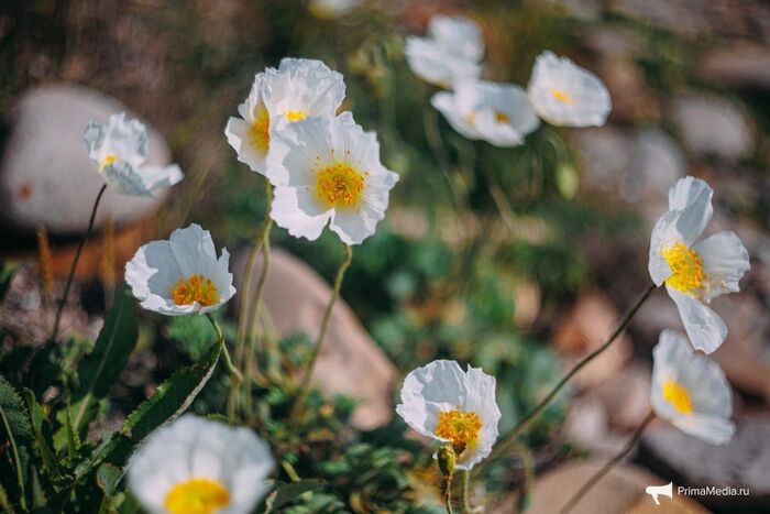    <!--noindex--><a href="https://pikabu.ru/story/mak_sokolovskoy_12911867?u=http%3A%2F%2FPrimaMedia.ru&t=PrimaMedia.ru&h=20f3587cc6cf1ccfd0954f22d7b4e2fd99f2430b" title="http://PrimaMedia.ru" target="_blank" rel="nofollow noopener">PrimaMedia.ru</a><!--/noindex-->.