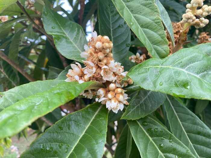 Соцветие мушмулы японской. Фото с сайта <!--noindex--><a href="https://pikabu.ru/story/fruktyi_mushmula_12907683?u=http%3A%2F%2Fdzen.ru&t=dzen.ru&h=4df646f52a546fe378290929d40cca90ccf2902a" title="http://dzen.ru" target="_blank" rel="nofollow noopener">dzen.ru</a><!--/noindex-->.
