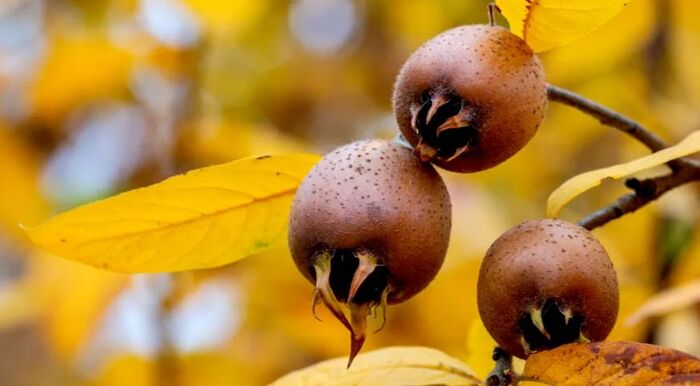 Плоды мушмулы германской на дереве незадолго перед сбором. Фото с сайта <!--noindex--><a href="https://pikabu.ru/story/fruktyi_mushmula_12907683?u=http%3A%2F%2Fgastronom.ru&t=gastronom.ru&h=b52f95d006a503bc7f73d3b04cca4224a1f8f4d3" title="http://gastronom.ru" target="_blank" rel="nofollow noopener">gastronom.ru</a><!--/noindex-->.