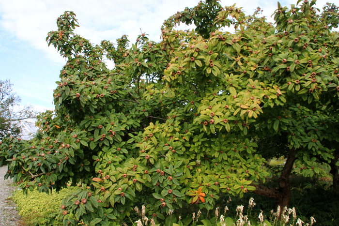 Дерево мушмулы германской с плодами. Фото с сайта florapassionis.