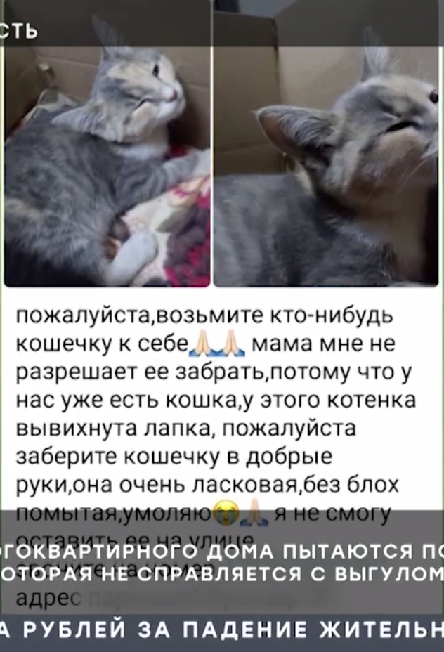 Хаски без намордника разорвала бездомного котёнка на глазах у прохожих в Солнечногорском округе Подмосковья