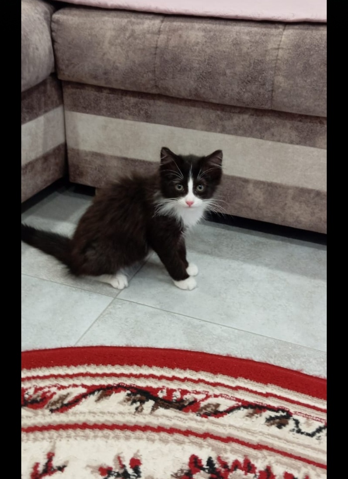          ,  , ,  ,  , , , , , ,   ,  
