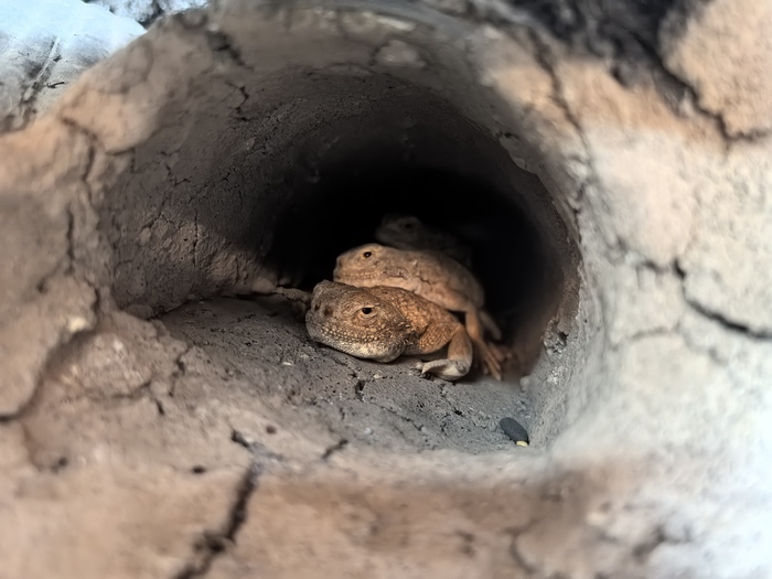    It Is Wednesday My Dudes, , ,  , 