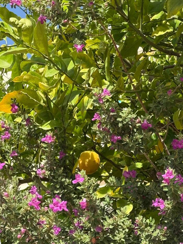 ����� ������������ ����� �������