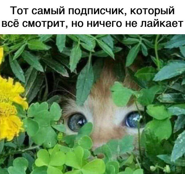      , ,   , Telegram ()