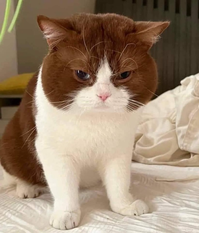   ,  
