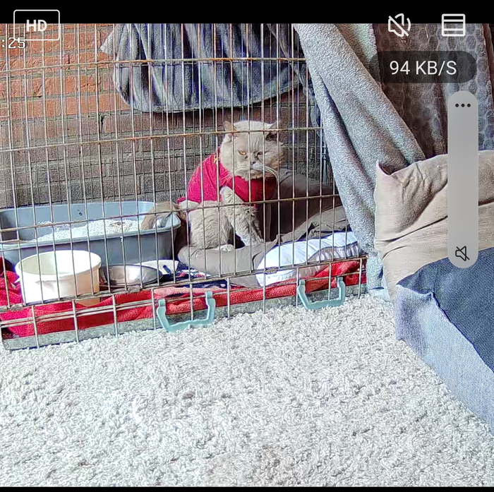 Восстановление плечевого сустава у кота в Нидерландах Операция, Хирургия, Кот, Лечение, Нидерланды (Голландия), Ветеринария, Длиннопост