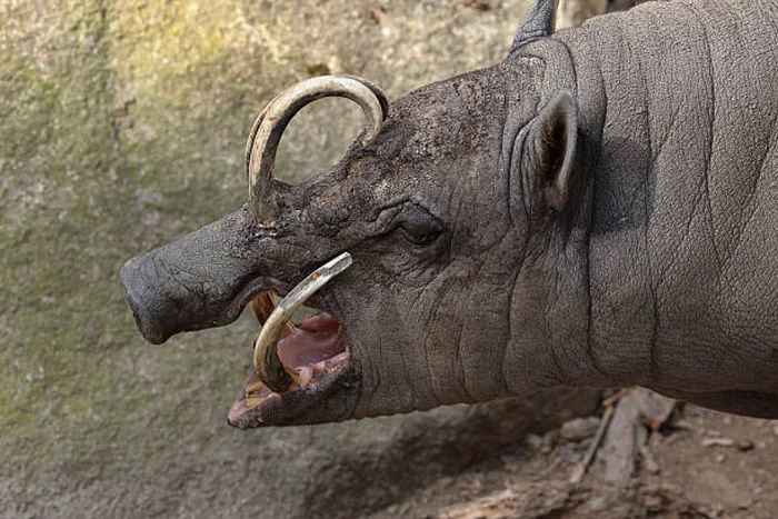 Медленное самоубийство для лентяев: клыки пробивающие собственный череп Редкий вид, В мире животных, Биология, Животные, Дикая природа, Длиннопост, Бабирусса Медленное самоубийство для лентяев: клыки пробивающие собственный череп Редкий вид, В мире животных, Биология, Животные, Дикая природа, Длиннопост, Бабирусса