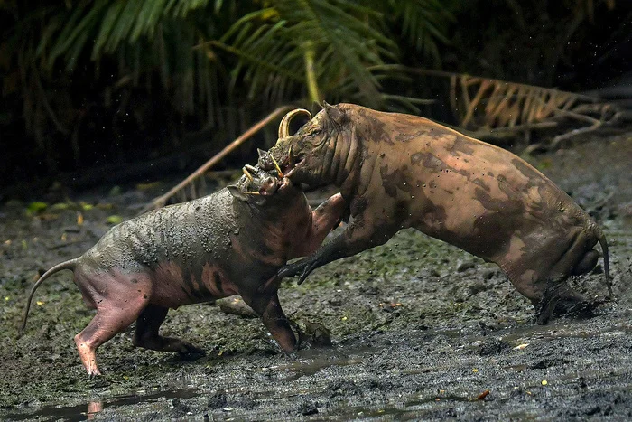 Медленное самоубийство для лентяев: клыки пробивающие собственный череп Редкий вид, В мире животных, Биология, Животные, Дикая природа, Длиннопост, Бабирусса Медленное самоубийство для лентяев: клыки пробивающие собственный череп Редкий вид, В мире животных, Биология, Животные, Дикая природа, Длиннопост, Бабирусса