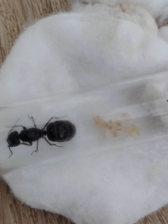     camponotus saxatilis ,  , 