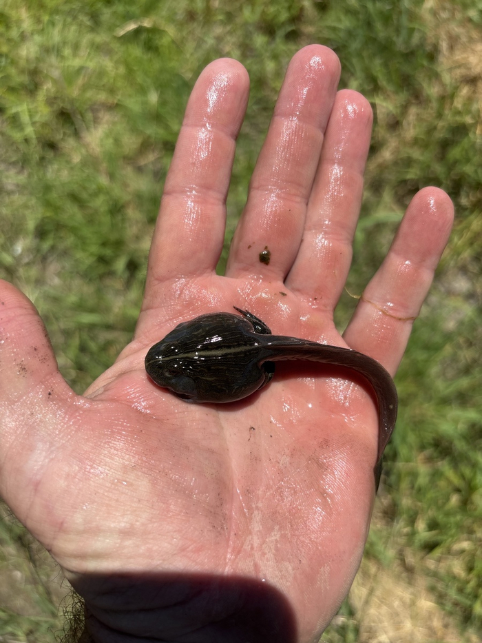 Головастики очень внушительные. Раз в 10 крупнее, чем привычные нам из пруда в деревне.