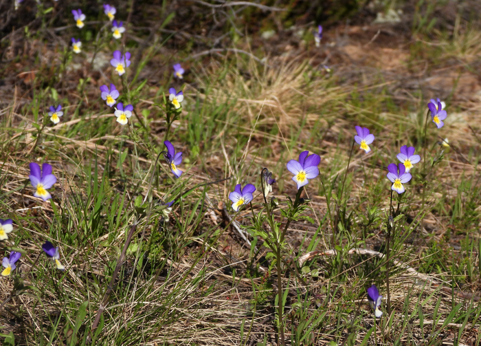 Карельский перешеек. Фото Л. Головневой.