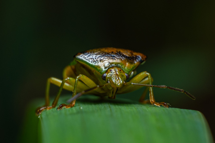   (Elasmostethus interstinctus) , , , 