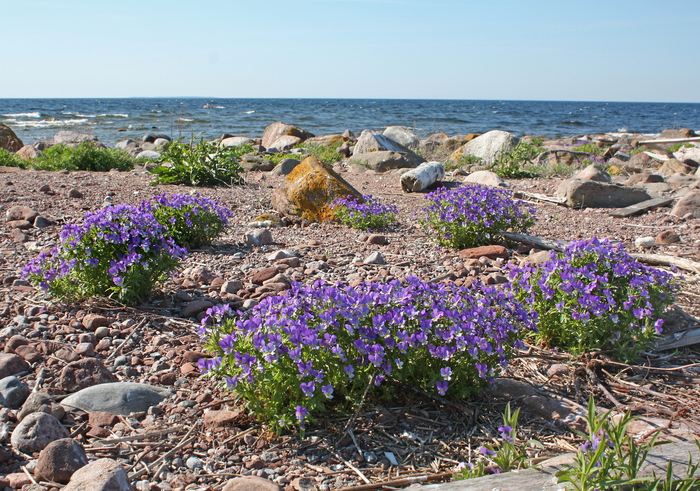 Куршская коса. Фото Л. Головневой.