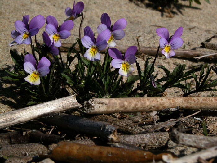 Куршская коса. Фото Л. Головневой.
